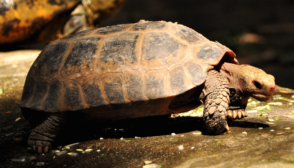 0 elongated tortoise
