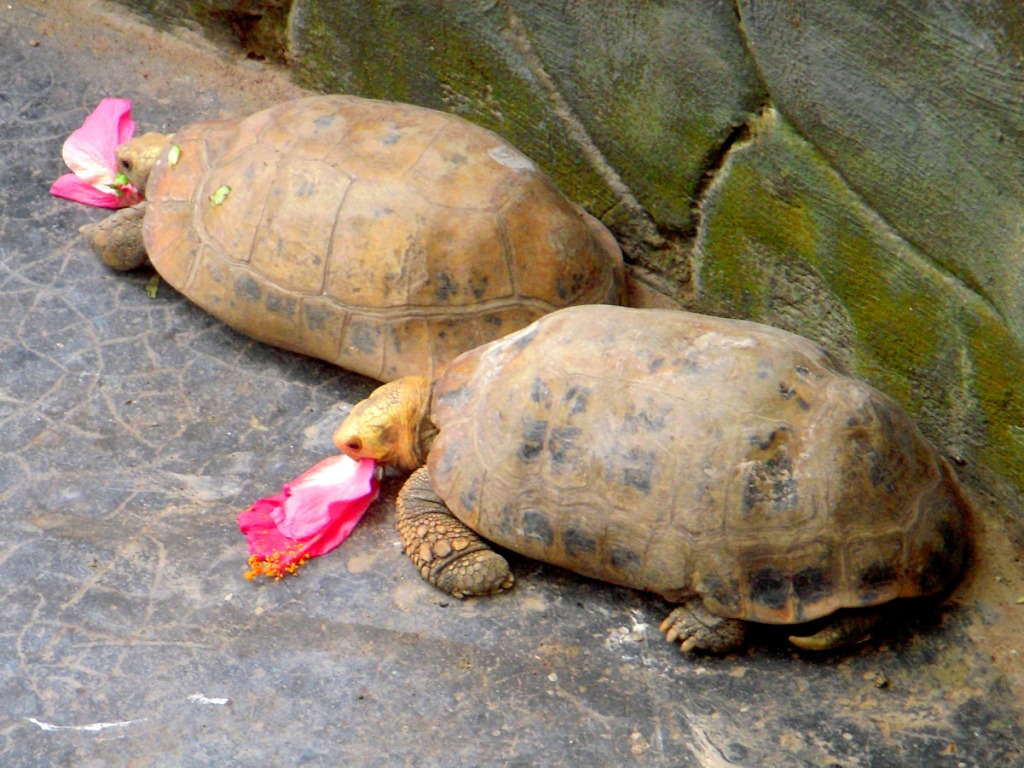 Elongated tortoise loves hibiscus!