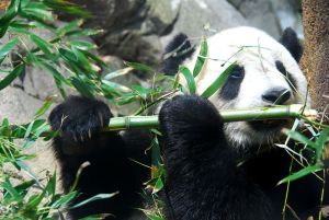 A full grown giant panda. Source: wikimedia.com