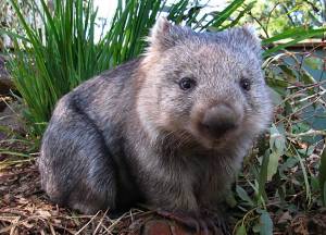 A full grown wombat. Source: altinawildlife.com