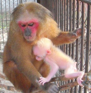 Mother and baby stump-tailed macaque. Don't you think the mom is cuter?