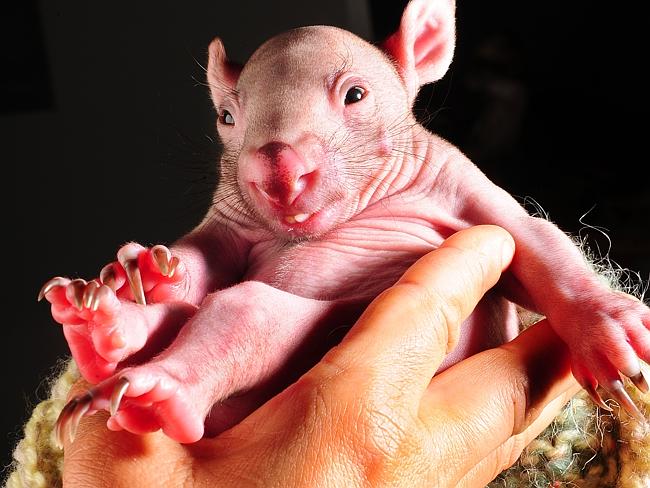 Leah the rescued baby wombat. Source: news.com.au