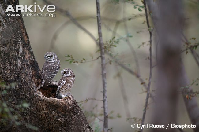 Two owlets at their nest hole.
