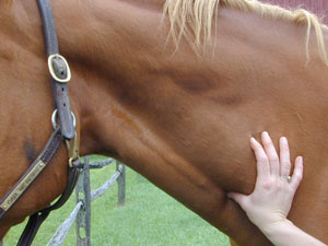 horse jugular vein