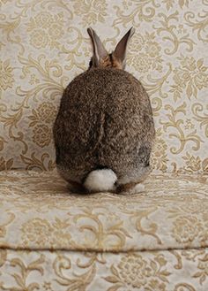 rabbit butt