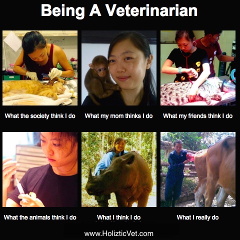 being a vet liz